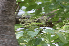 Vitex peduncularis